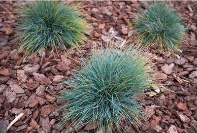 Blue select grass 1 gal