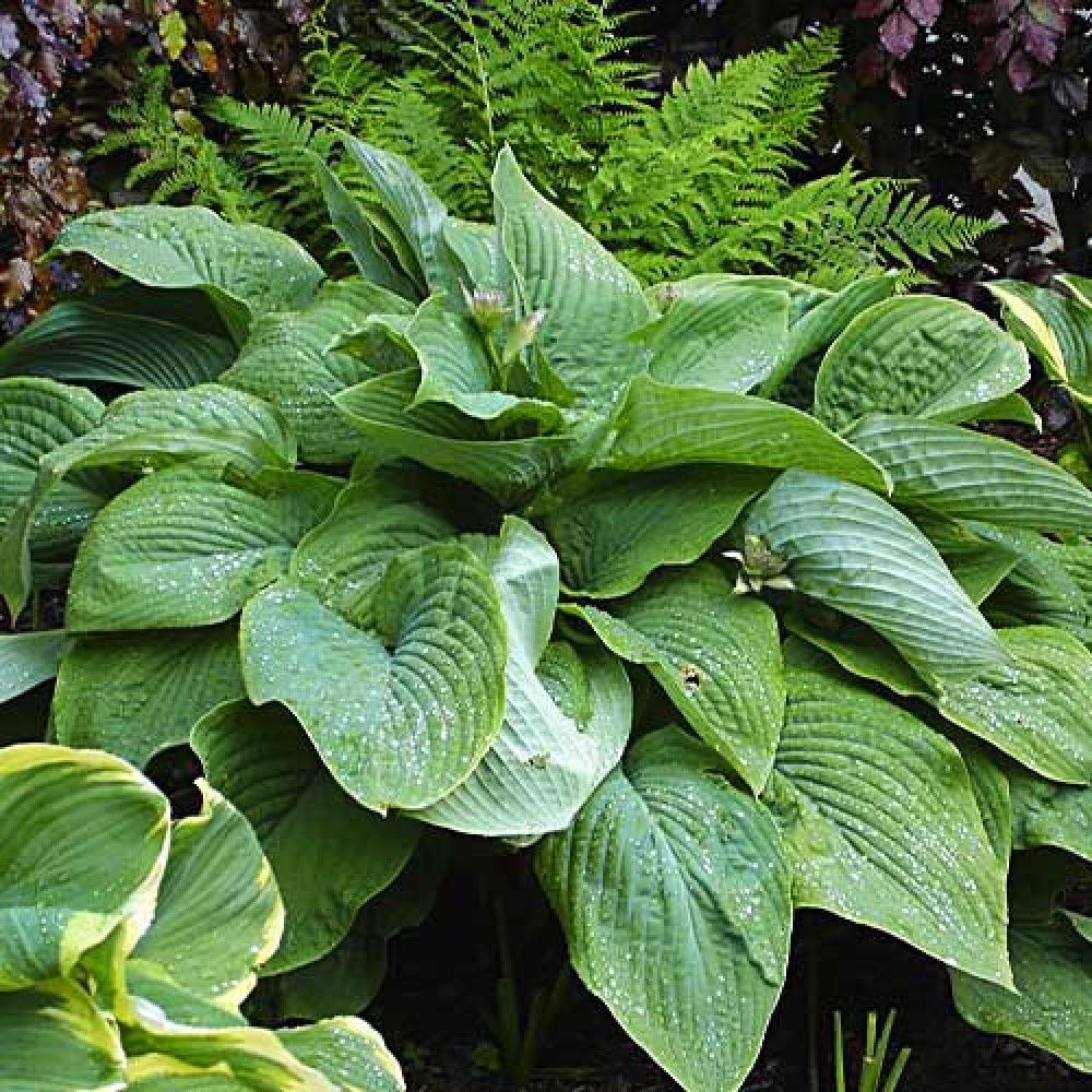 Hosta T-Rex 1Gal