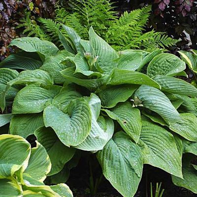 Hosta T-Rex 1Gal