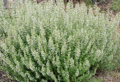 Calamintha Nepeta 1 gal Calamintha Nepeta 1 gal