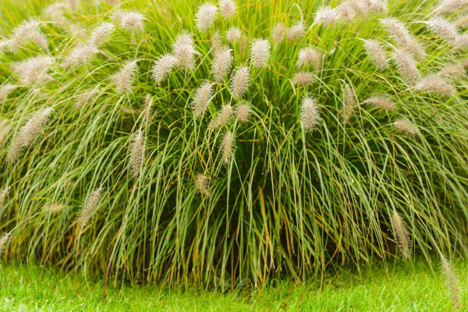 Fountain Grass 2 gal