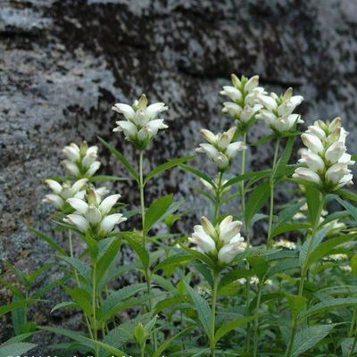 Chelone glabra 1 gal Chelone glabra 1 gal