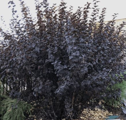 Diabolo Ninebark 10 gal