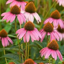 Echinacea Purpurea 1 gal Echinacea Purpurea 1 gal
