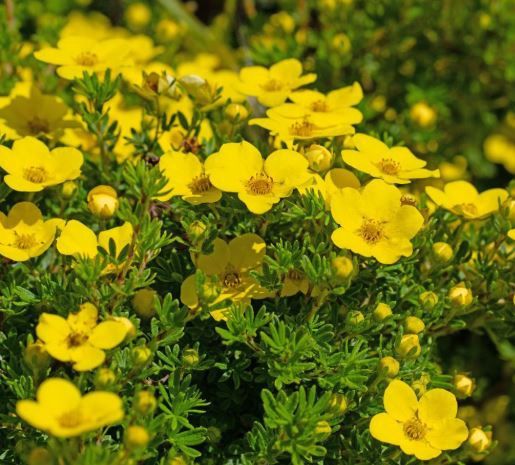 Goldstar potentilla 3 gal