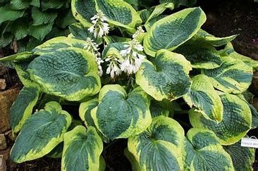 Hosta Frances Williams 1Gal