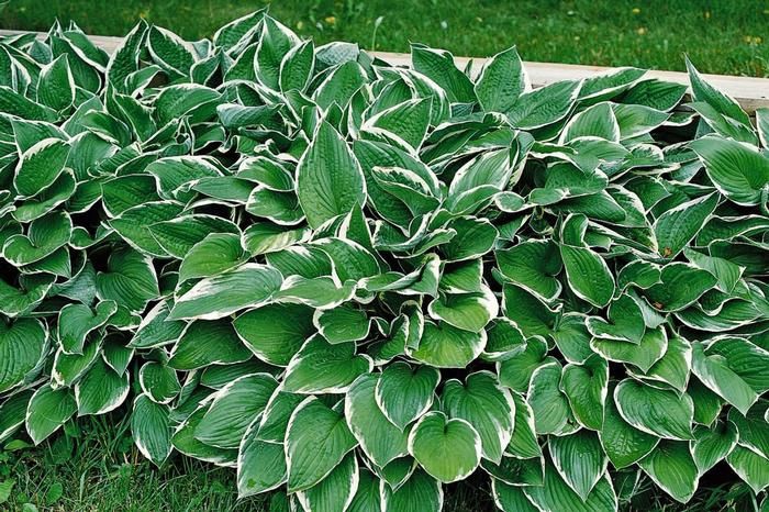 Hosta Francee 1Gal
