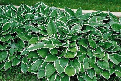 Hosta Francee 1Gal Hosta Francee 1Gal