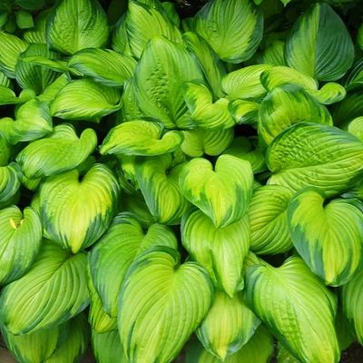 Hosta Guacamole 1Gal