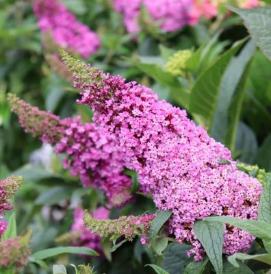 Butterfly Bush Pugster Pinker 2Gal