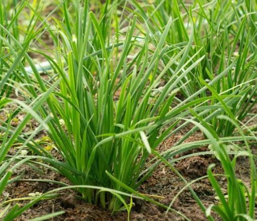 Garlic Chives 1 gal
