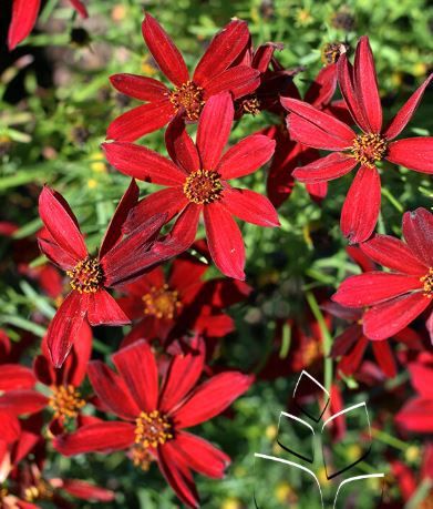 Coreopsis Sizzle &amp; Spice Hot Paprika Tickseed 1 gal