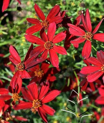 Coreopsis Sizzle & Spice Hot Paprika Tickseed 1 gal Coreopsis Sizzle & Spice Hot Paprika Tickseed 1 gal