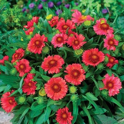 Gaillardia Arizona Red Shades 1Gal