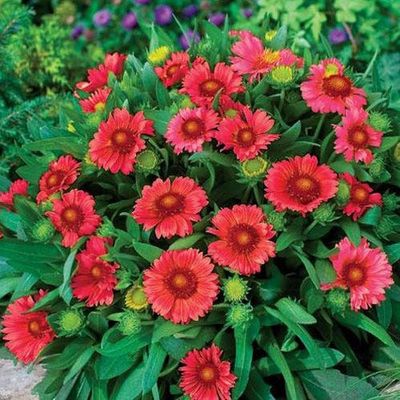 Gaillardia Arizona Red Shades 1Gal