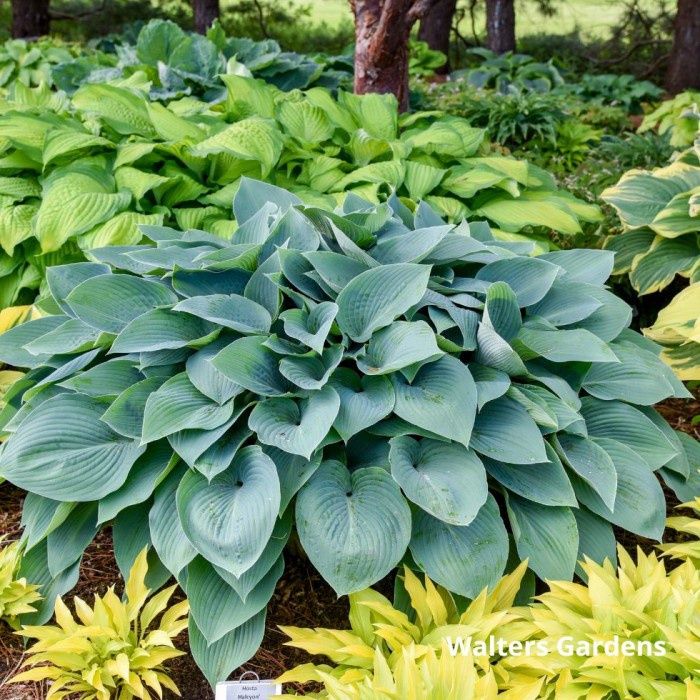 Hosta Halcyon 1Gal