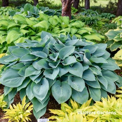 Hosta Halcyon 1Gal