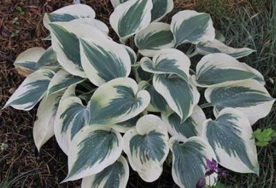 Hosta Blue Ivory 1Gal
