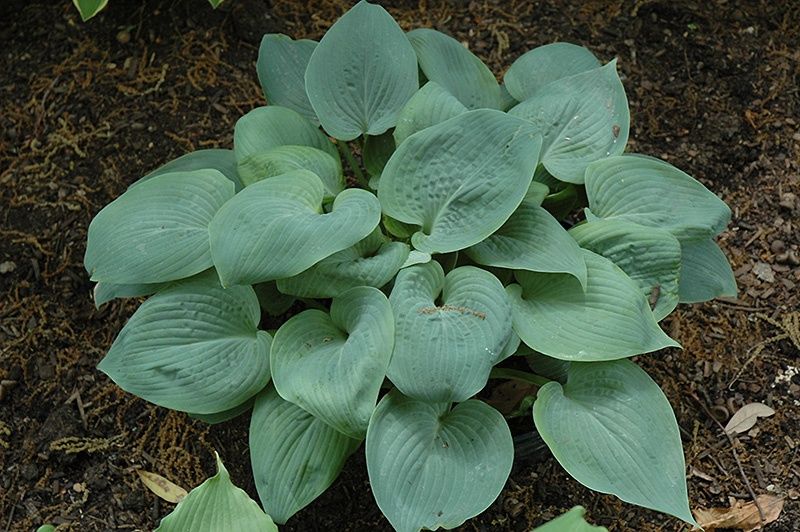 Hosta Bressingham Blue1Gal