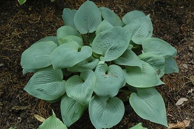 Hosta Bressingham Blue1Gal