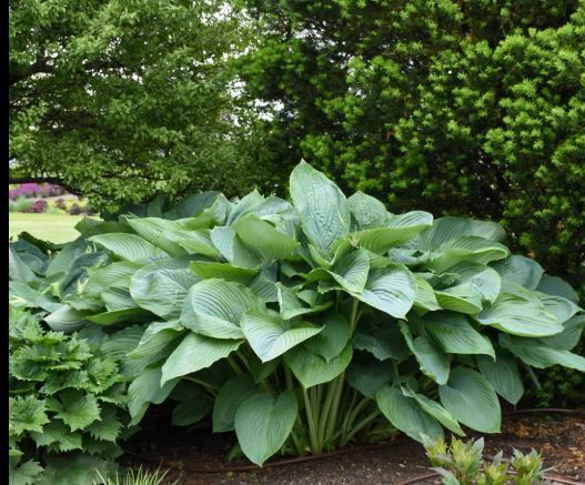 Hosta Empress Wu 1Gal