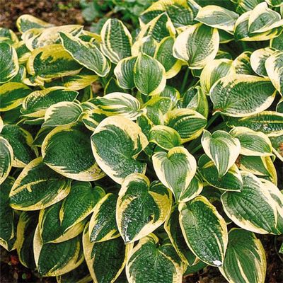 Hosta Wide Brim 1Gal