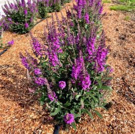 Butterfly Bush Birthday Cake 2Gal