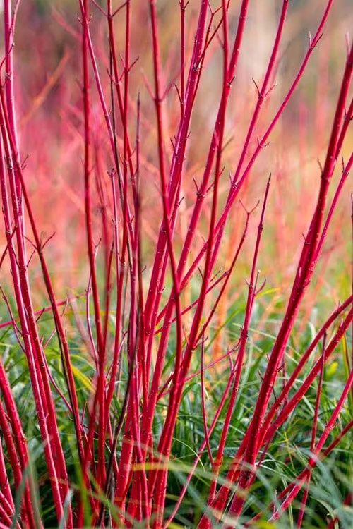 Dogwood Bailey&#39;S Select Red Osier 2Gal