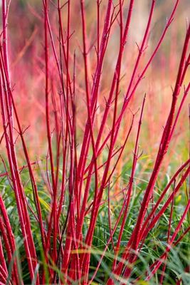 Dogwood Bailey&#39;S Select Red Osier 2Gal