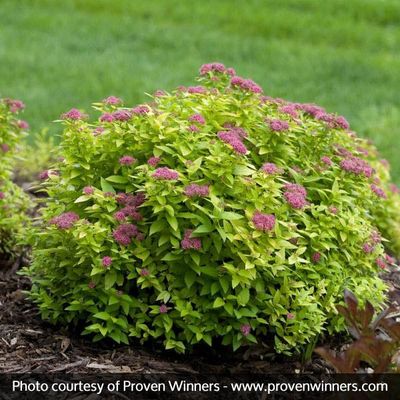 Double Play Gold Spirea PW 2 gal.