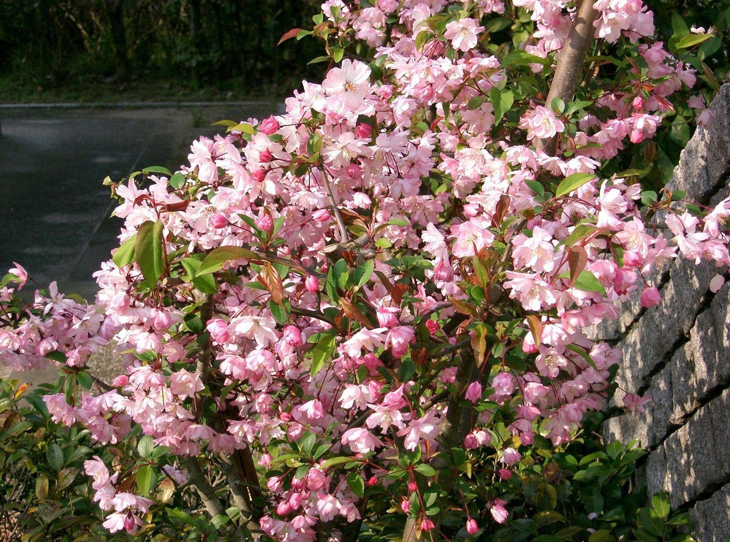 Dwarf Flowering Almond F/P