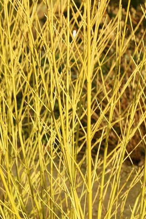Dogwood Bud&#39;S Yellow Twig 2Gal