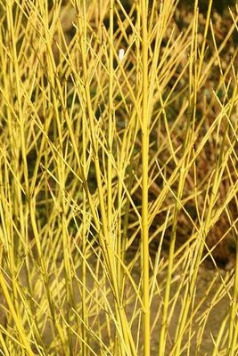 Dogwood Bud&#39;S Yellow Twig 2Gal