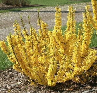 Forsythia Magical Gold 2Gal