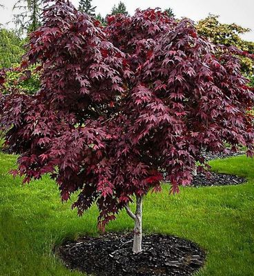 Japanese Maple Bloodgood 2Gal 80Cm