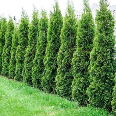 Emerald Cedar 150cm.