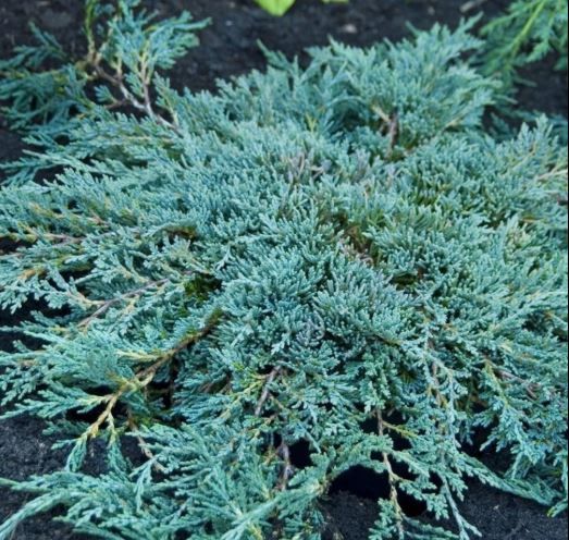 Juniper Icee Blue     2 gal.