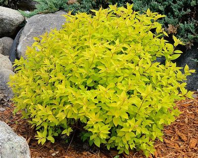 Gold Mound Spirea 2 gal.