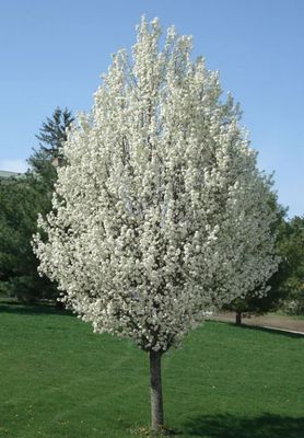 Chanticleer Pear 250 cm 15 gal.