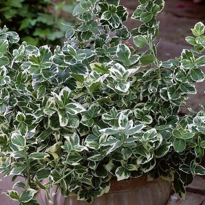 Euonymus Emerald Gaiety 1Gal