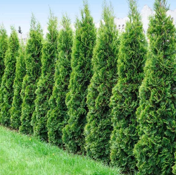 Cedar Degroote's Spire 7Gal 120Cm