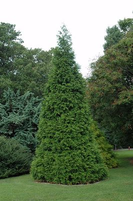 Cedar Green Giant 8Gal 150-165Cm