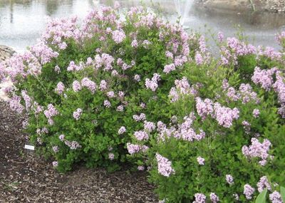 Dwarf Korean Lilac 2 gal.