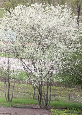 Downy Serviceberry 200cm. 10 gal.