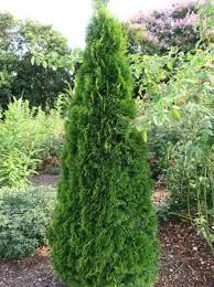 Cedar Emerald 5Gal 150Cm