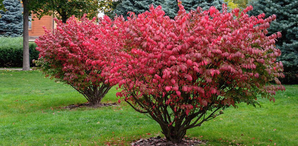 Dwarf Burning Bush F/P