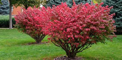 Dwarf Burning Bush F/P