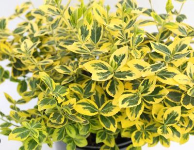 Euonymus Emerald N Gold 1Gal