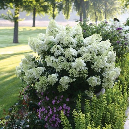 Bobo Hydrangea PW 2gal.