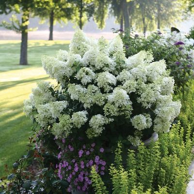 Bobo Hydrangea PW 2gal.